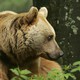 Bear Sanctuary Müritz
