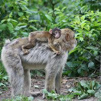 Toboggan with monkey forest Malchow