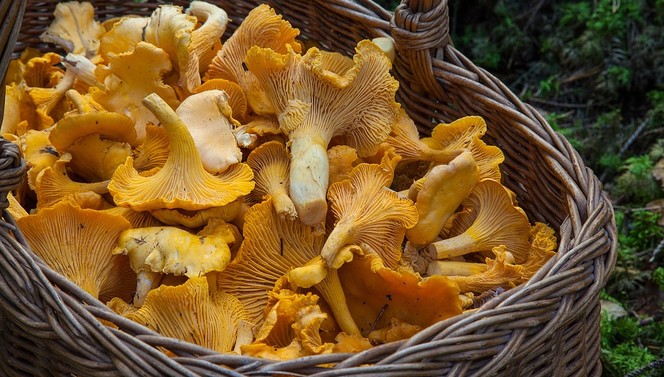 PILZE